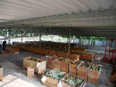 Fermentarea, element de diferențiere