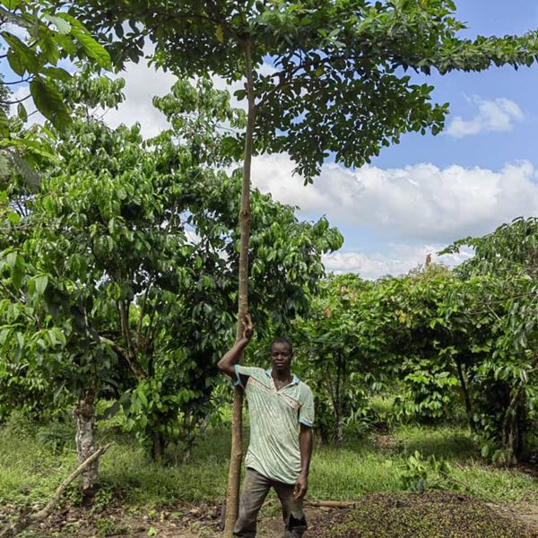 Cultivarea unui viitor sustenabil pentru lanțul de cacao